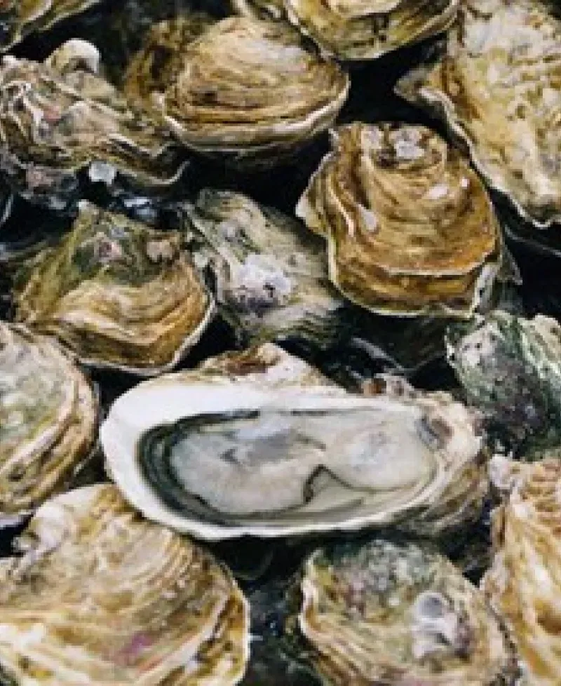 Oysters Photo