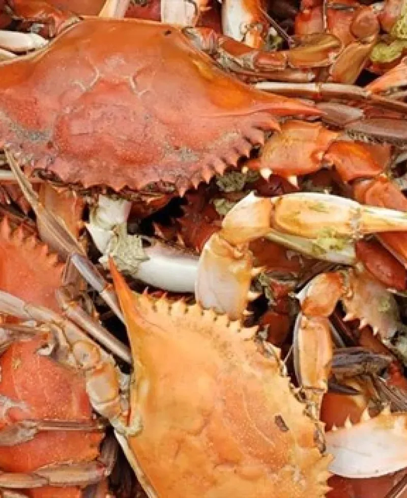 Steamed Crabs Photo