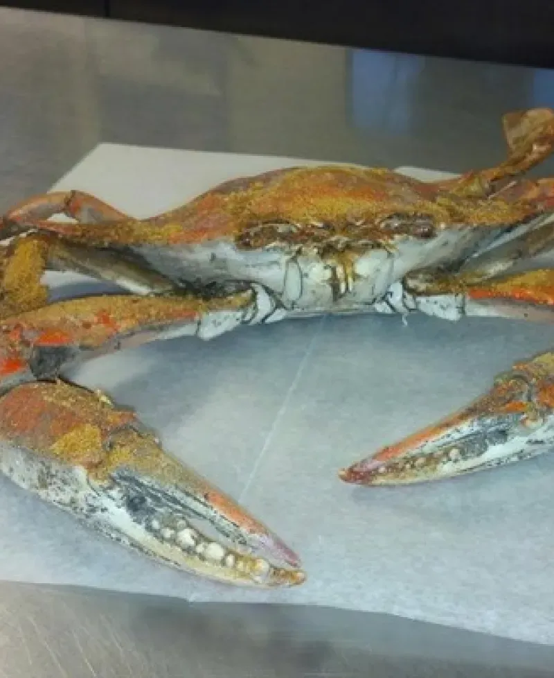 crab Photo