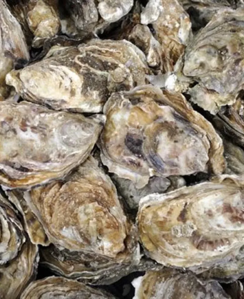 Oysters Photo