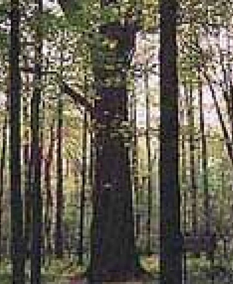 Garrett State Forest Photo