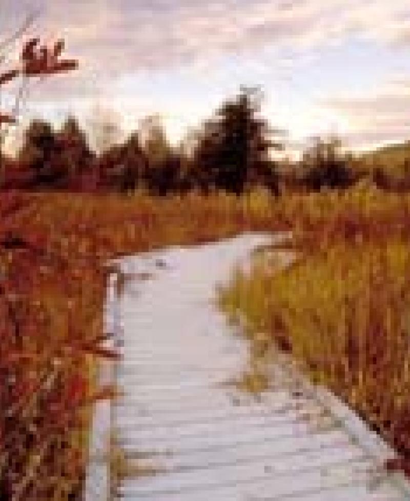 photo of nature trail through Cranesville swamp Photo