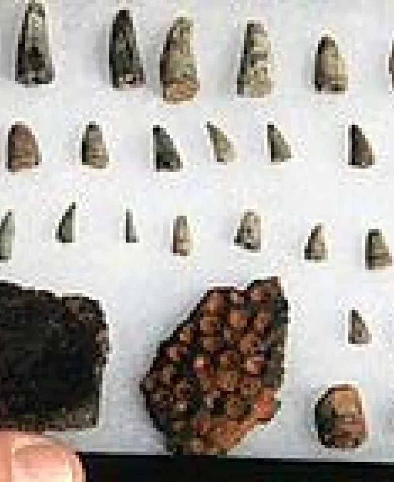 Dinosaur Fossils Photo