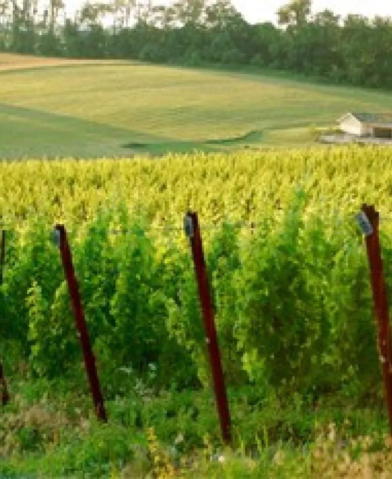 Black Ankle Vineyards  Photo