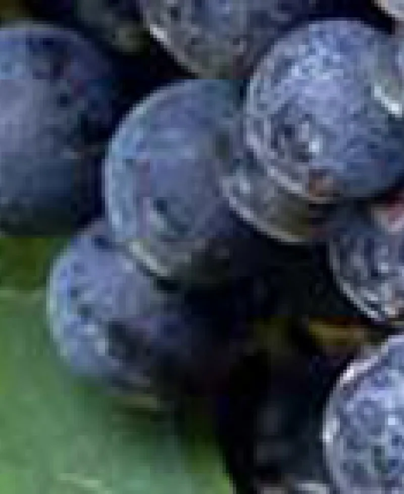 Grapes Photo