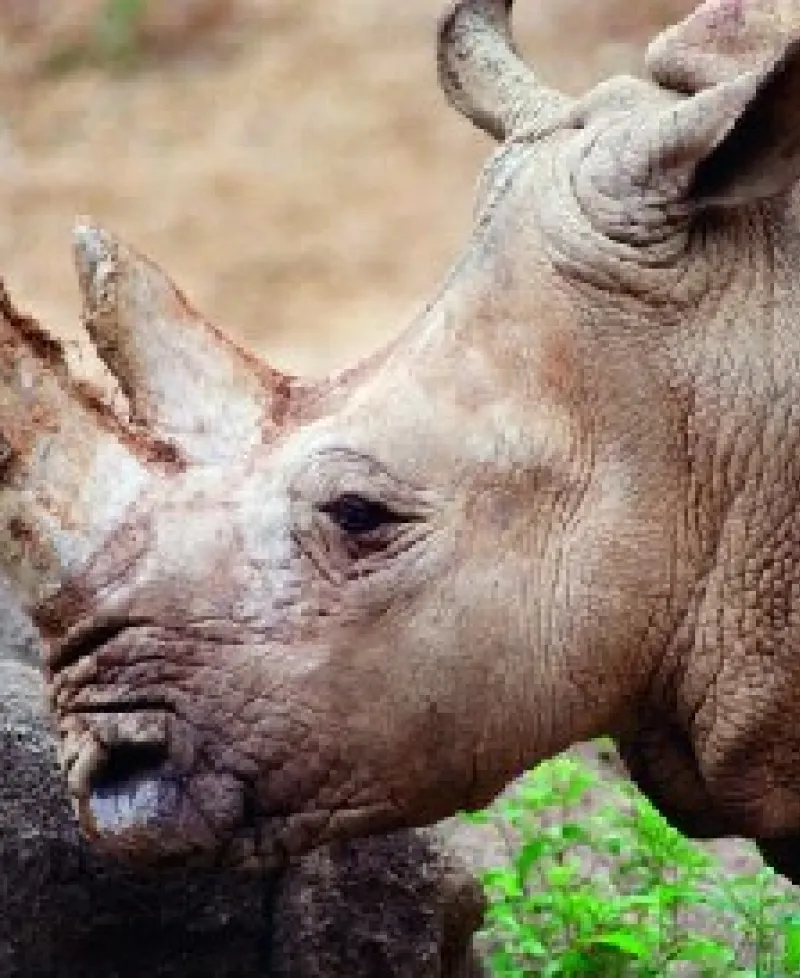 White Rhino at Maryland Zoo in Baltimore Photo