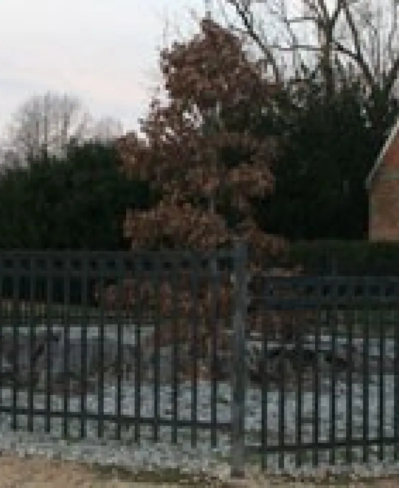 Wye Oak State Park Photo