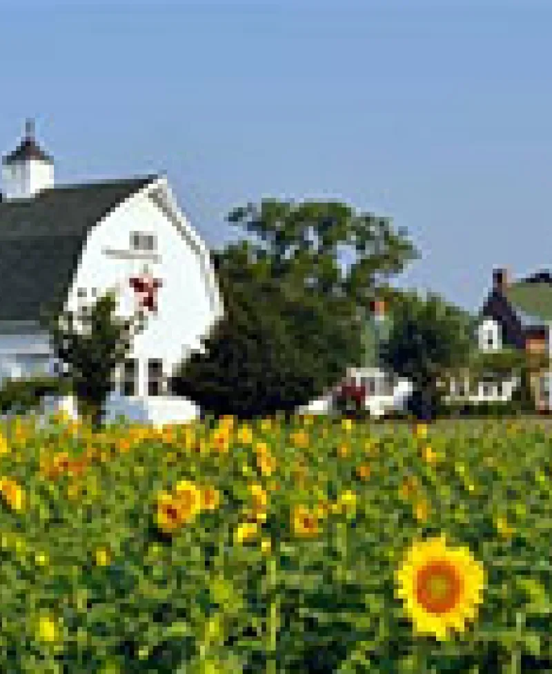 Outside view of Inn with Sunflowers Photo