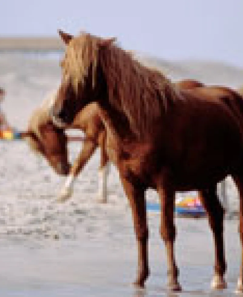 Ponies on the beach at Assateague State Park Photo