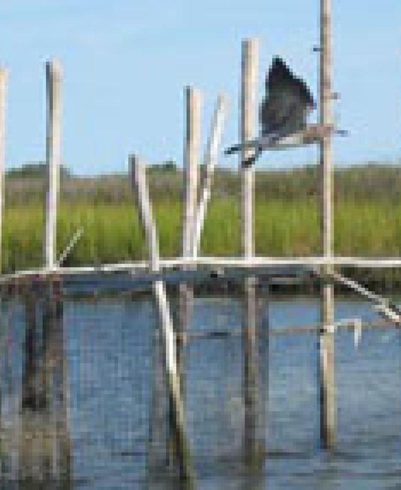 Janes Island State Park Photo