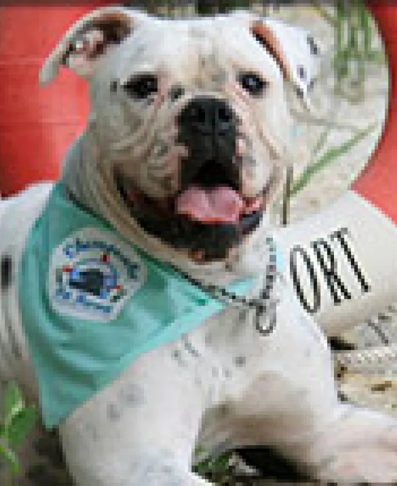 Dog with Life Preserver on the Beach Photo