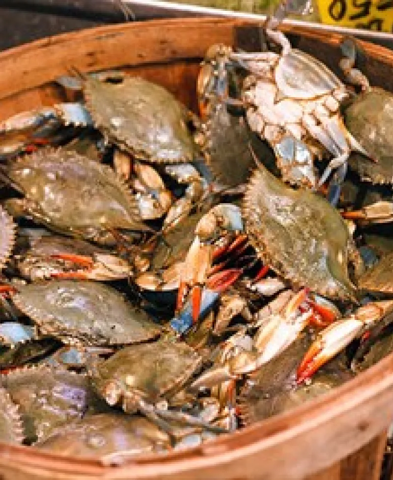 Bushel of crabs at Stoney's Seafood House-Prince Frederick Photo