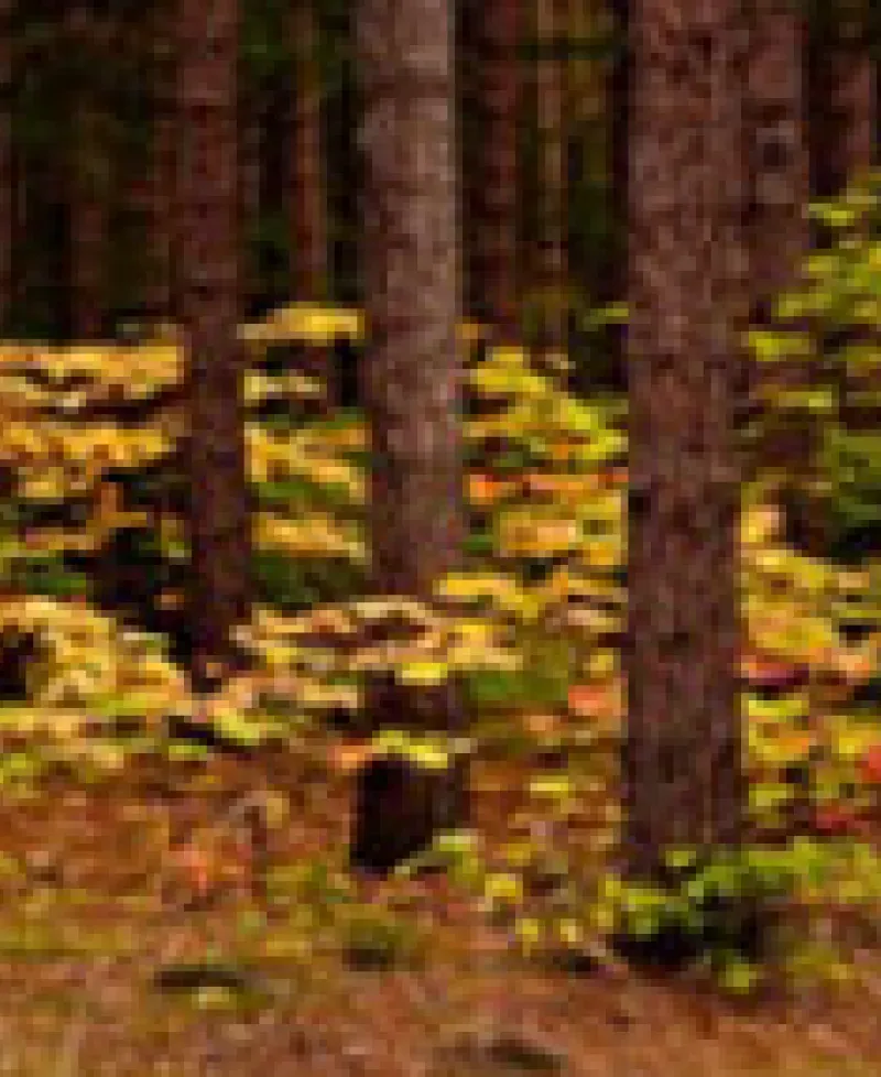 Calleva Haunted Forest Photo