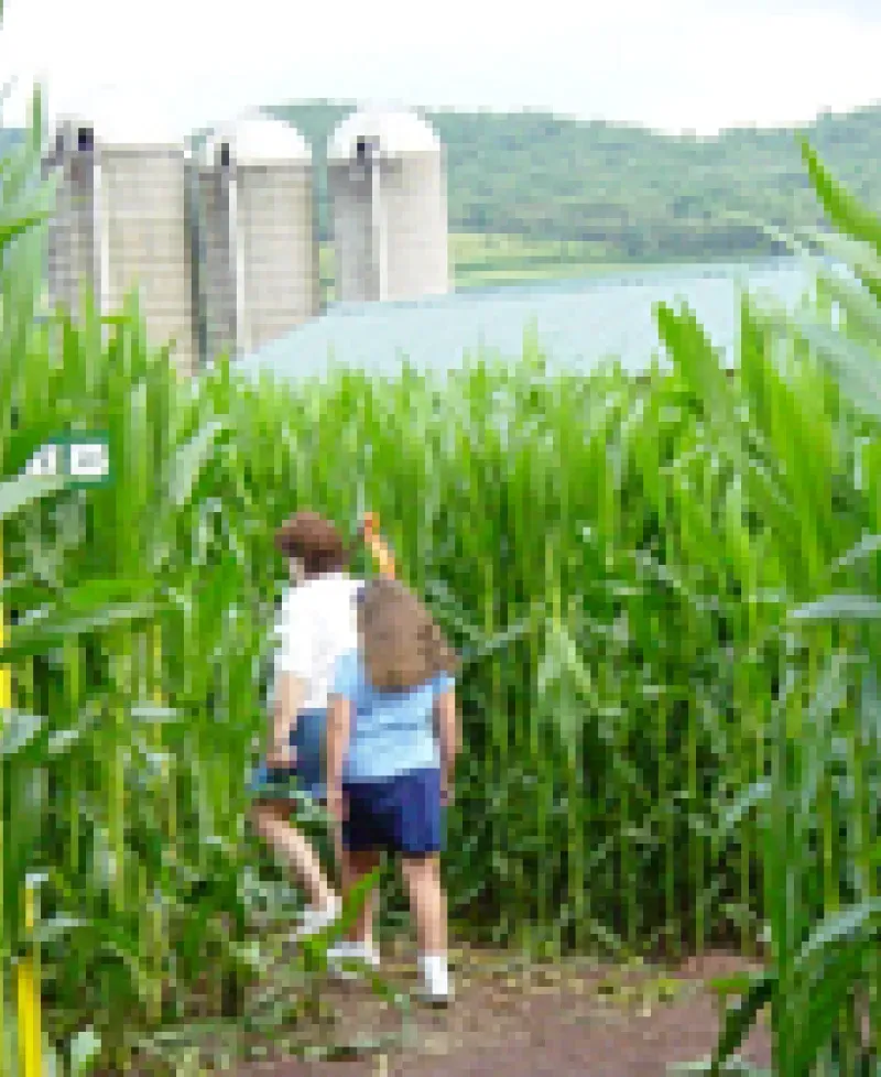 Corn maze Photo Photo