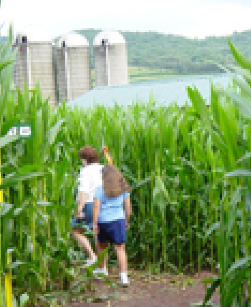 Corn maze Photo Photo