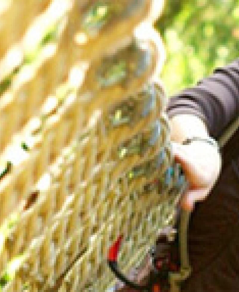 Go Ape Treetop Adventure Photo