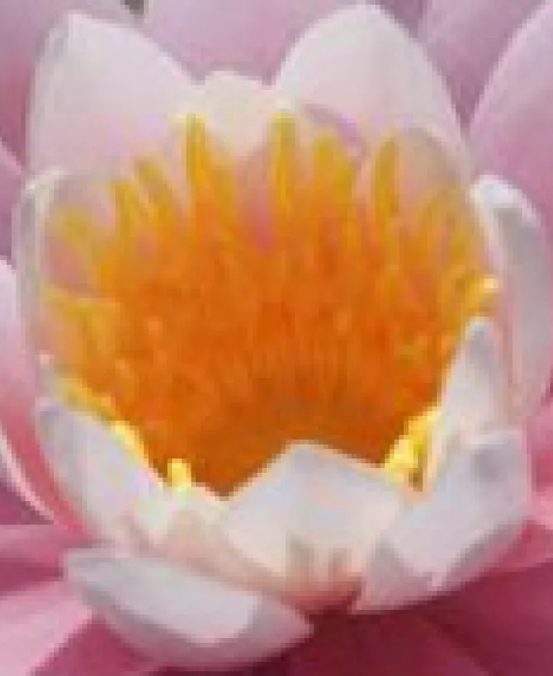 Pink water lilly Photo