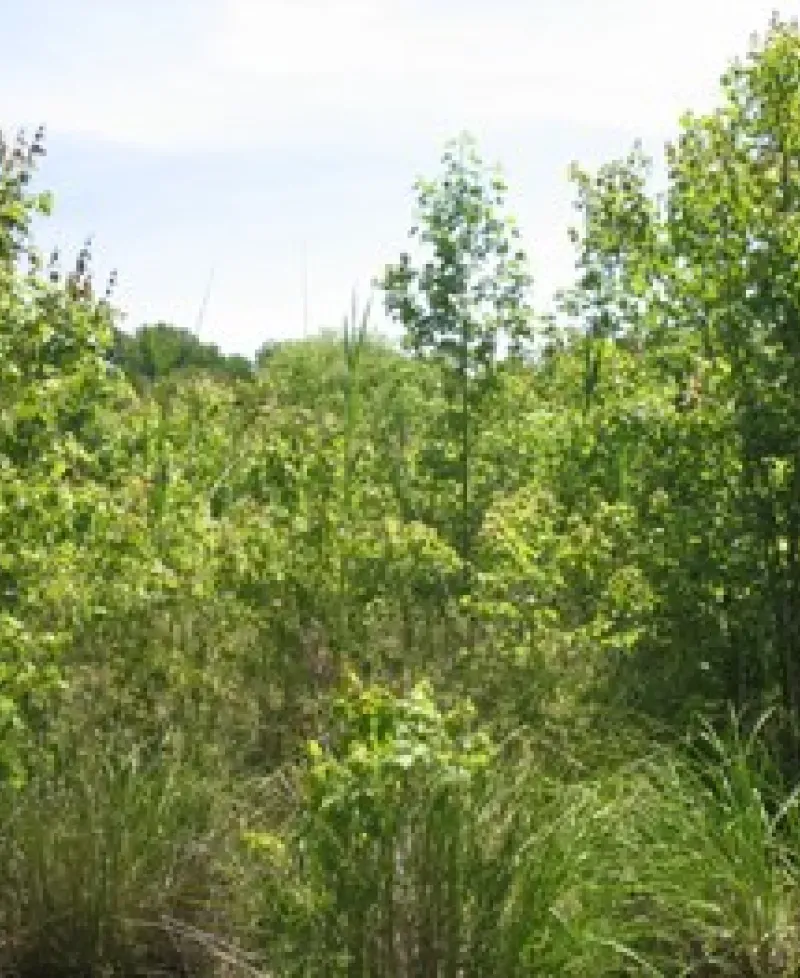 Millington Wildlife Management Area Photo