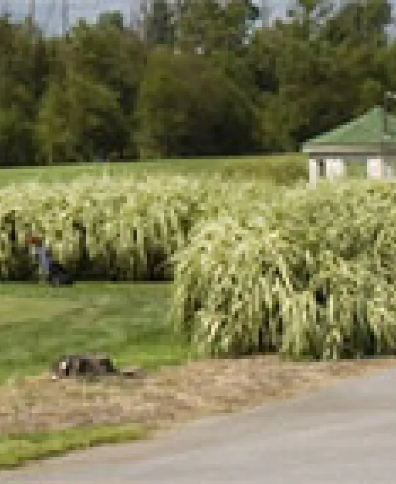 Paint Branch Golf Course Photo