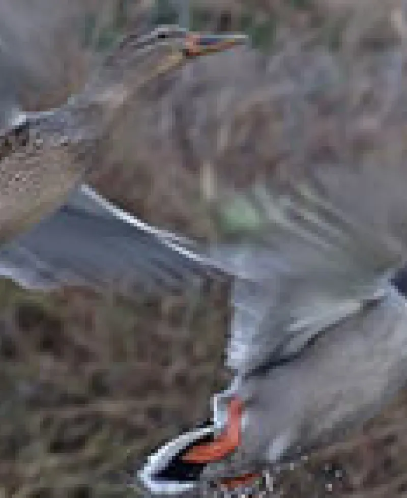 Ducks at Quaker Neck Gun Club Photo