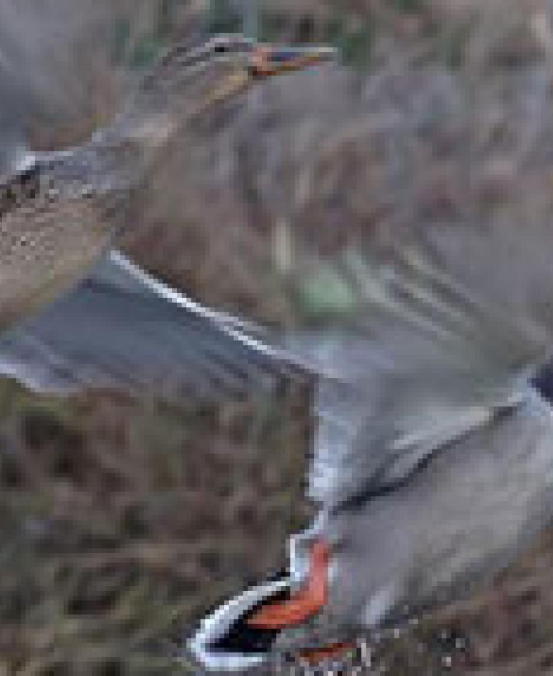Ducks at Quaker Neck Gun Club Photo