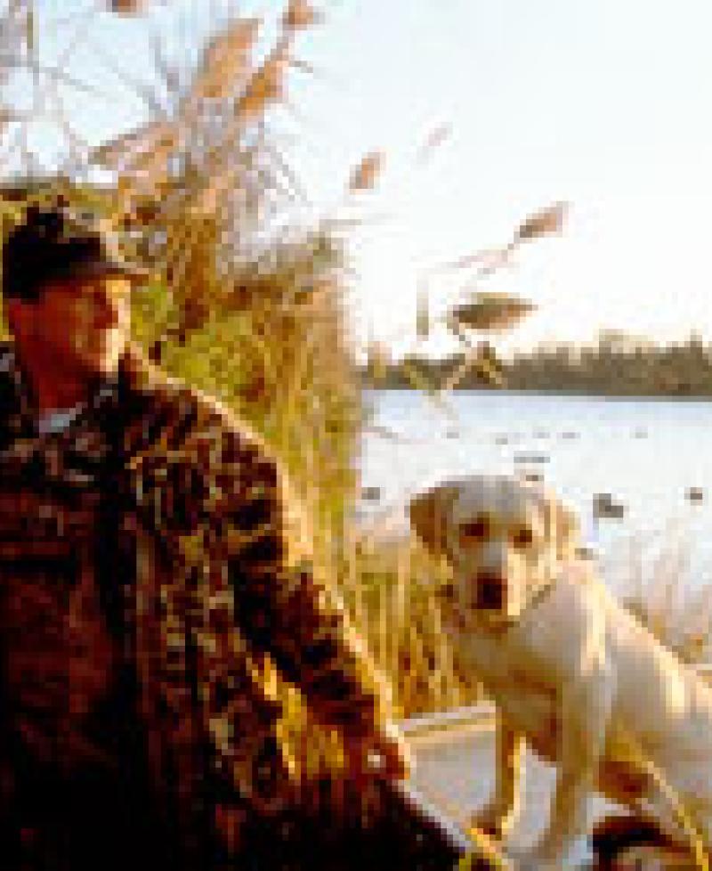 Hunter with yellow lab Photo