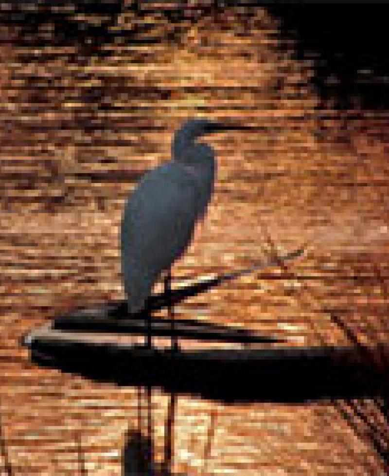Heron in the Water Photo