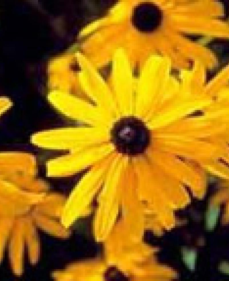 Black Eyed Susan Photo