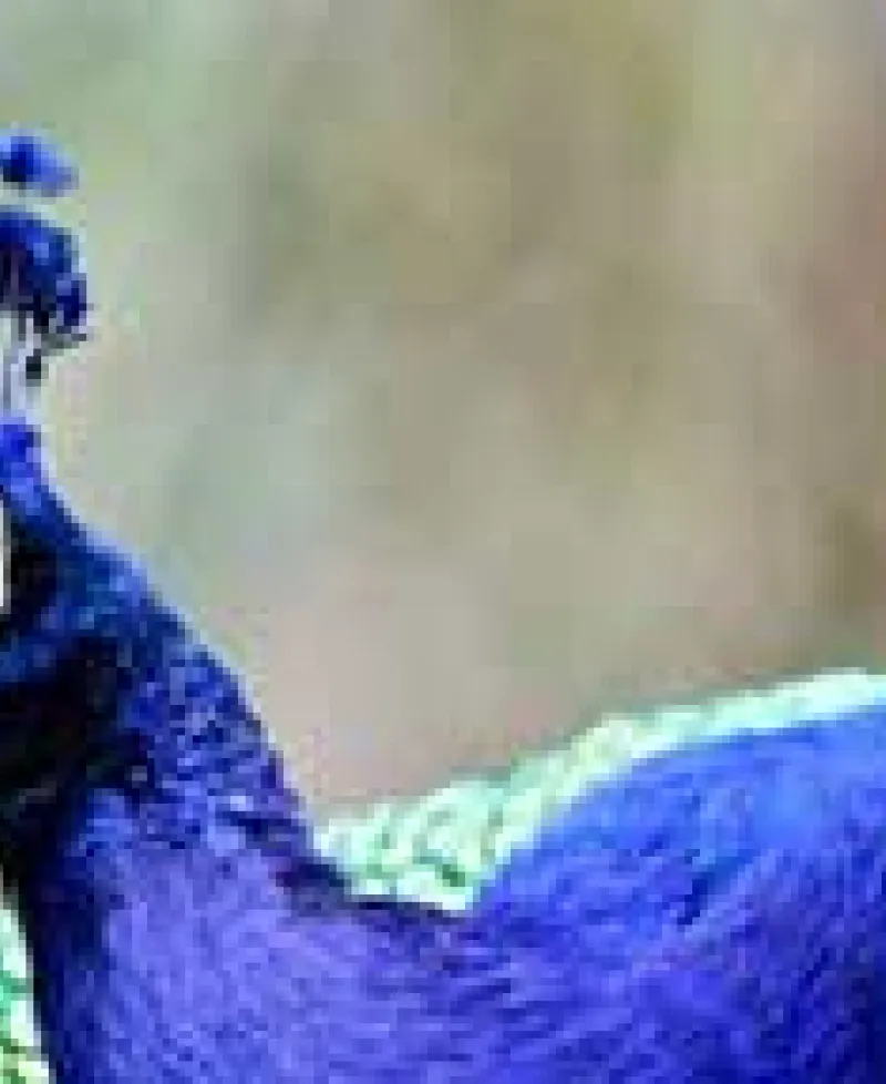 Peacock at the Plumpton Park Zoo Photo