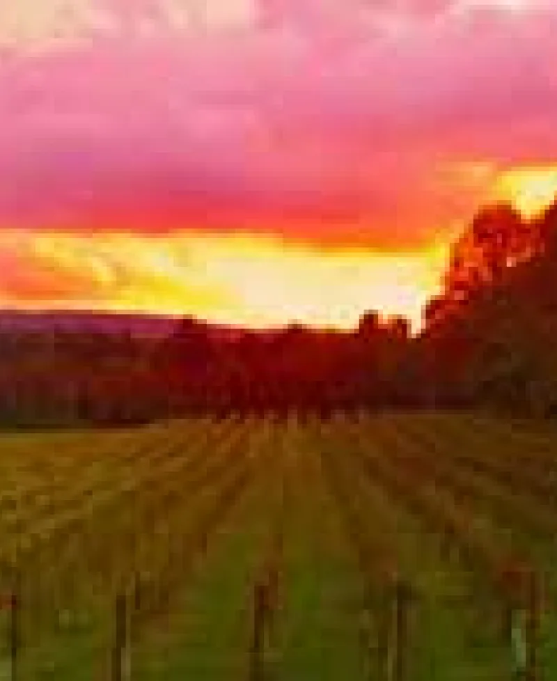 Sunset view at Red Heifer Winery Photo