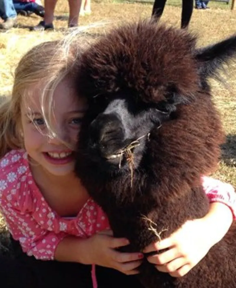 Have you hugged an alpaca today? Photo