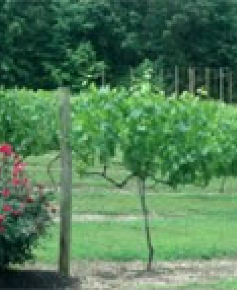Vineyard on Vino 301  Photo