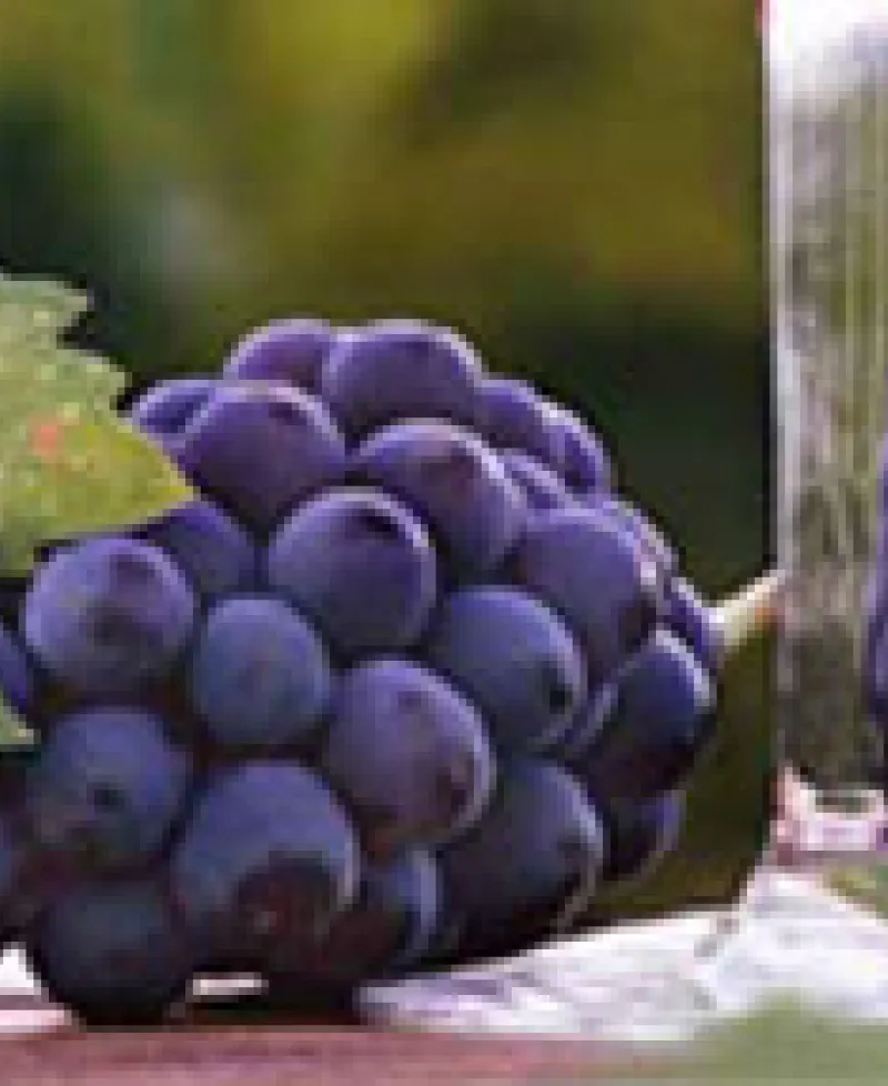 Charis Winery  Photo