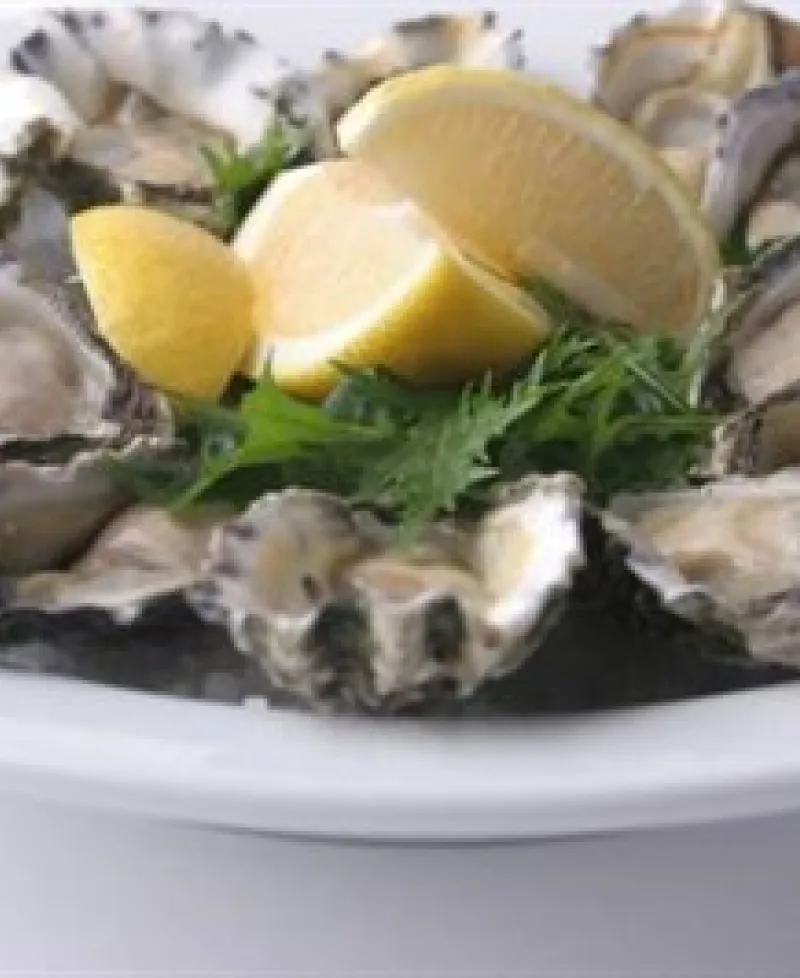 oysters Photo