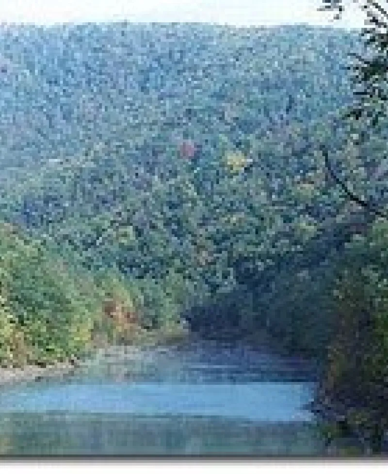 Savage River Forest Photo