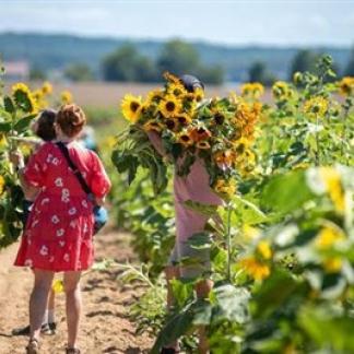 Sunflower Festival Photo