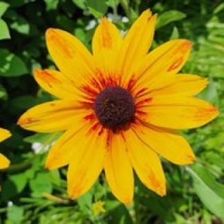 Black-eyed Susans, state flower of Maryland, are sure to be used in floral designs &amp; hort entries Photo