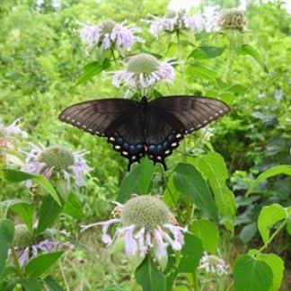 An Eastern tiger swallowtail on purple bee balm flowers Photo