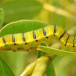 A bright green caterpillar on a leaf Photo