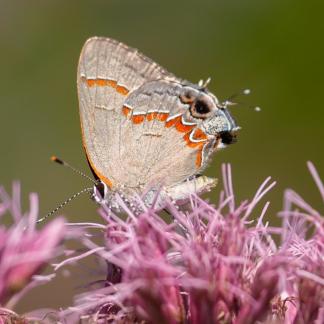 A red-streaked butterfly sits on a flower Photo