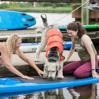 dog getting on paddleboard Photo
