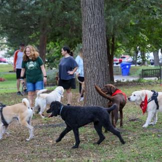 Dogs running around and playing at Yappy Hour. Photo