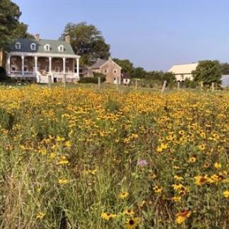 Historic Piney Grove house and outbuildings and wildflower meadow. Photo