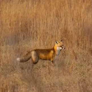 A fox stalks through a fall meadow. Photo