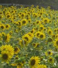 Our lovely field of sunflowers for you to enjoy.   Photo