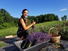 Soleado Lavender Farm  Photo