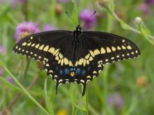 A black swallowtail butterfly feeds in a garden of purple flowers.  Photo