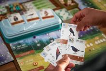 A player looks at bird cards for the Wingspan game.  Photo