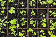 Come learn about herb gardening and go home with Calendula and Temperate Tulsi seedlings! Photo