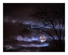 A full moon peeks out from tree branches. Photo